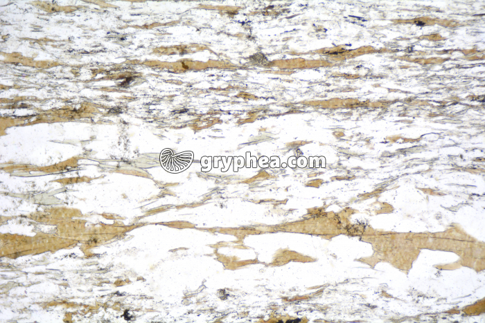 Schiste à biotite LPNA x25 - gryphea.org